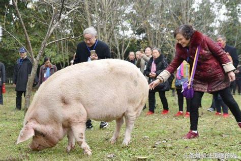 汶川地震中被埋了36天的“猪坚强”，现在过得怎么样了？ 每日头条