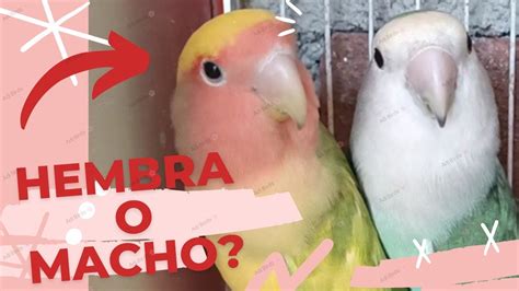 C Mo Saber El Sexo De Un Agaporni Sexar Agapornis Agapornis Youtube