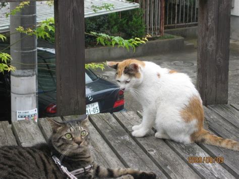 猫の習性② 散歩？ ねりまねこ・地域猫