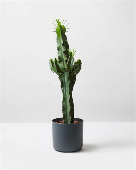 Cowboy Cactus Euphorbia Ingens Indoor Plants And Houseplants The Stem