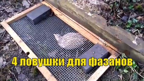 4 ловушки для фазанов - YouTube