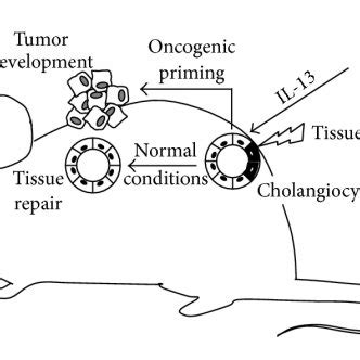 Antitumor Activities Of Group 1 Innate Lymphoid Cells ILC1 Upon