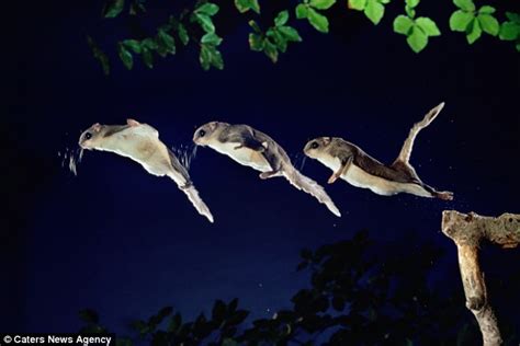 Incredible Images Show Flying Squirrel Leaping 150 Feet Through Night