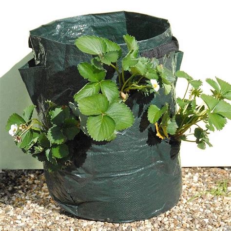 Growing Strawberries In A Patio Planter Growing Strawberries