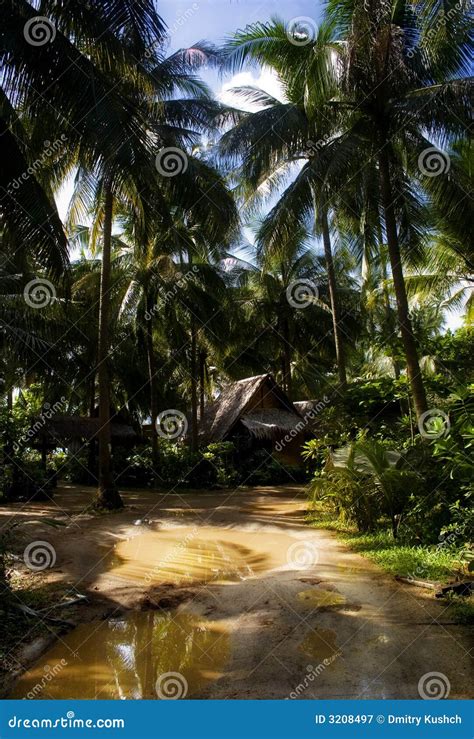 Having left from jungle stock image. Image of phangan - 3208497