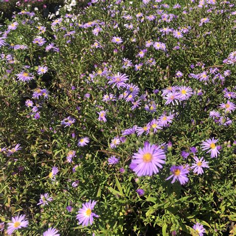 Aster novi-belgii ‘Rosenwichtel’ (New York Aster) - Cavano's Perennials