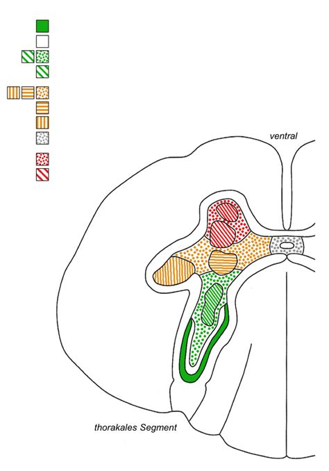 Schaubild Nervensystem Rueckenmark Und Spinalnerven Marko Und