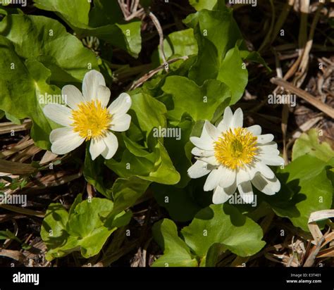 White Marsh Marigold Hi Res Stock Photography And Images Alamy