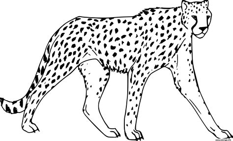 Coloriage Guepard Felins De La Jungle Dessin Animaux De La Jungle