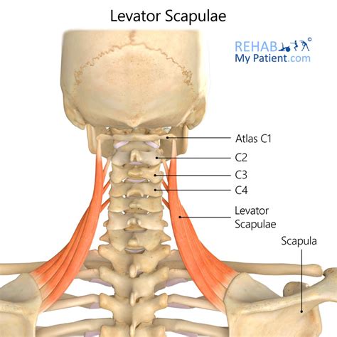 Levator Scapulae Rehab My Patient Scapula Exercises Tension Type