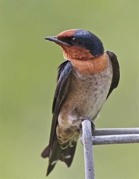 The Pacific Swallow Or Hill Swallow Hirundo Tahitica Flickr