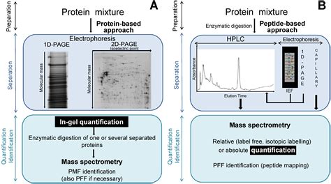 Proteomes Free Full Text Comparative And Quantitative Global Proteomics Approaches An Overview