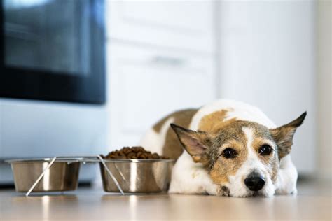 Alte Hunde richtig füttern