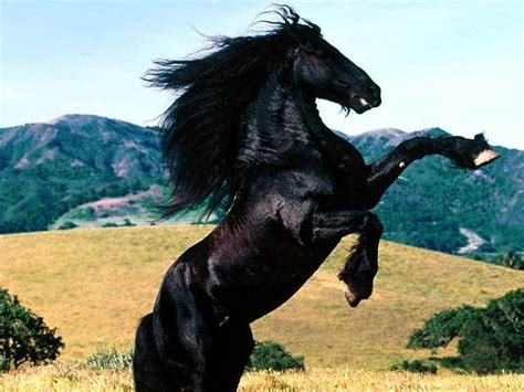 Horses Rearing Wallpapers - Wallpaper Cave