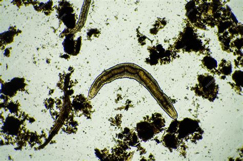 Premium Photo Microscopic Worm In The Soil In Australia