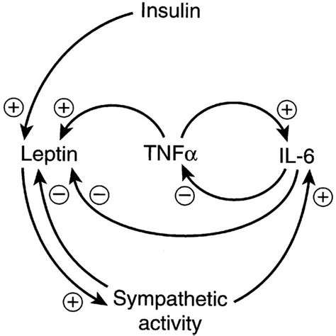 Adipose Tissue Principal Efferent And Afferent Signals Afferent Download Scientific Diagram