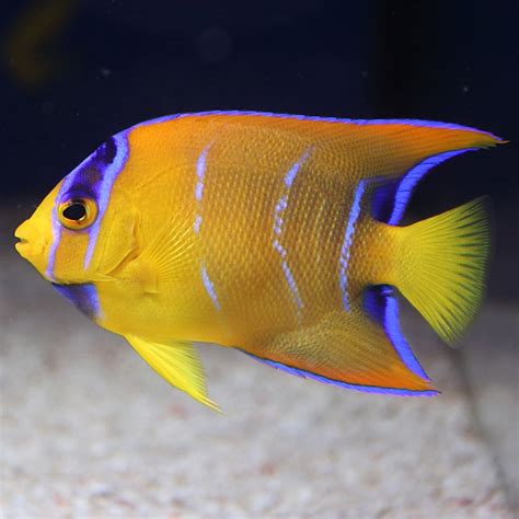 Baby Queen Angelfish