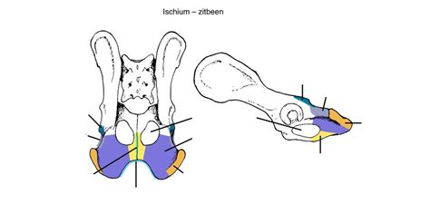 osteologie ischium diagram quizlet