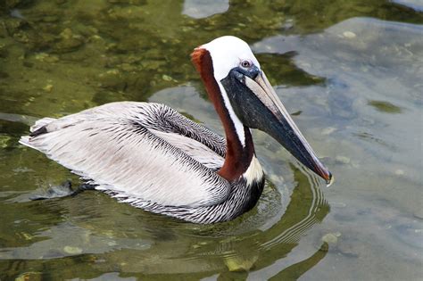 Pelican Animal Nature - Free photo on Pixabay - Pixabay