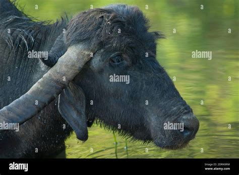 Water Buffalo Bubalus Bubalis In The Hiran River Sasan Gir Sanctuary