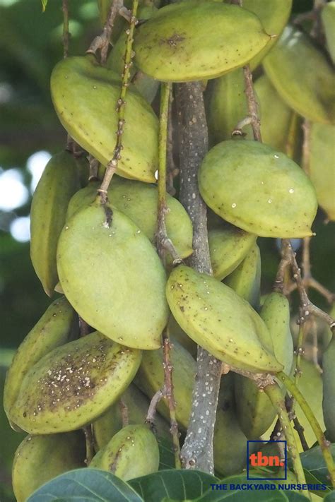 Pongamia Pinnata The Backyard Nurseries