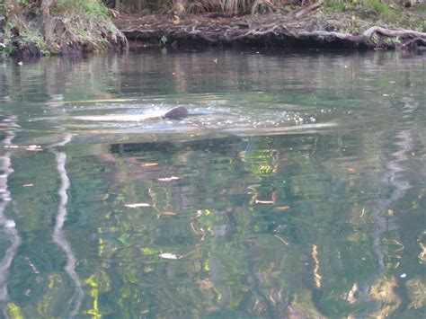 Daves Yak Tales Weeki Wachee River