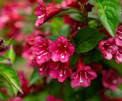 How To Prune Weigela Top Gardening Tips Homes And Gardens