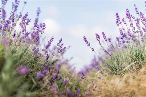 Enjoy A Relaxing Day At Seven Oaks Lavender Farm Safford Cjdr Of