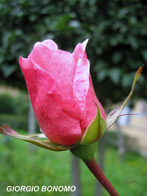 Bocciolo Di Rosa X Te Un Bocciolo Di Rosa Per Dirti Grazie Flickr