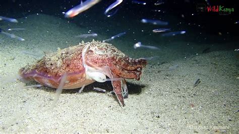 Cuttlefish Eating Fish Alive Youtube