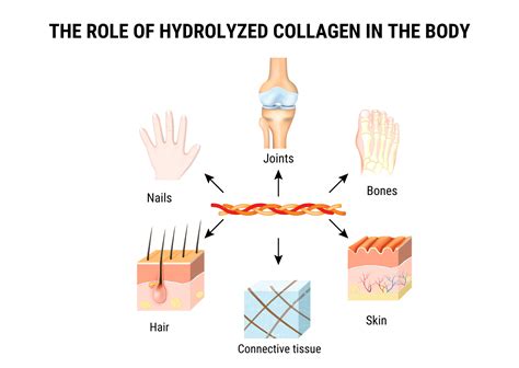 Hydrolyzed Collagen What It Is Health Benefits Use 48 OFF