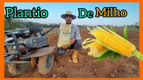 Plantio De Milho Doce Irrigado Milho Para Pamonha 1051 YouTube