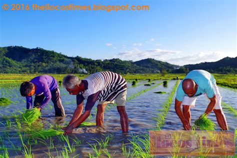 Dar Names Ilocos Norte As Rice Achiever Awardee Anew