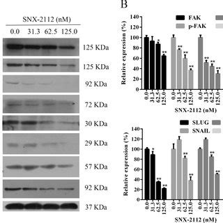 Overview Of The Mechanism By Which Snx Suppresses The