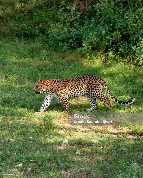 Macan Tutul Jantan Liar India Atau Macan Kumbang Berjalan Atau