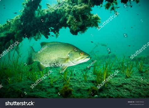 Male Smallmouth Bass Underwater Protecting Nest Stock Photo 1184519332