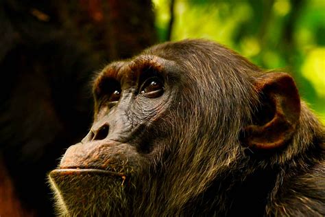 Ngogo Chimpanzee Trekking At Kibale National Park One More Adventure