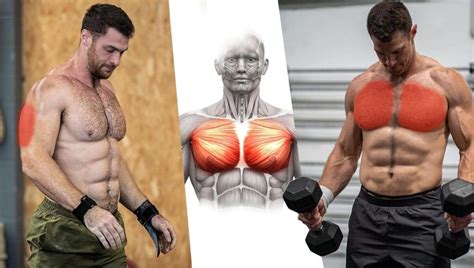 7 Amazing Exercises To Build A Muscular And Attractive Chest Boxrox