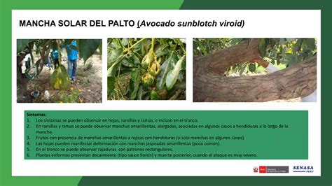 Enfermedades Del Palto Descripci N Y Manejo Biol Gico Ppt