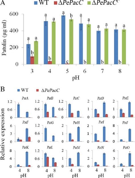 Effects of PePacC on patulin biosynthesis of P. expansum at different ...