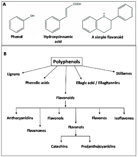 Basic Structure Of A Some Of The Simplest Phenols And Flavonoids