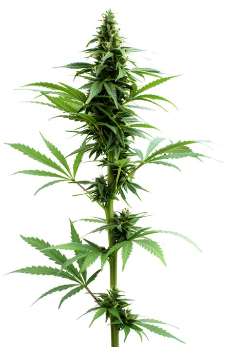 Weed Plant Pngs For Free Download