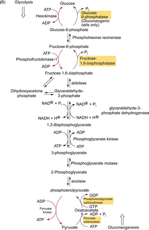 do glycolysis require oxygen 2