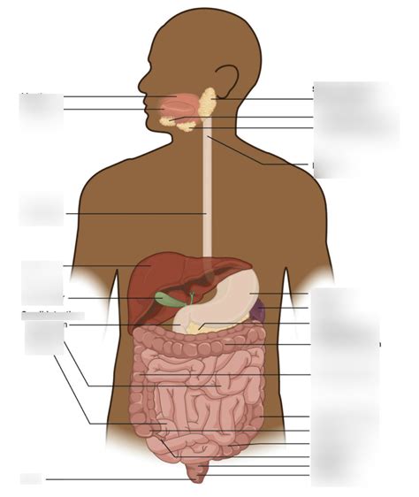 Location Of Organs Of Digestive Diagram Quizlet