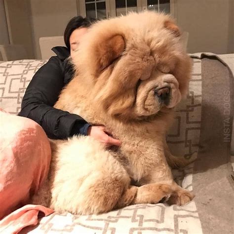 A Chow Chow Is A Beautiful Dog Thats A Little Bit On The Large Side