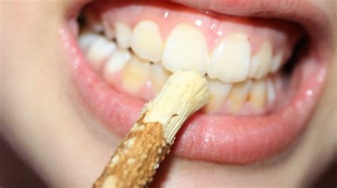 Mengenal Siwak Dan Manfaatnya Idn Dentist