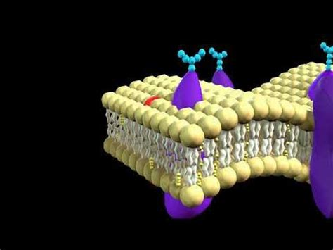 explaination  cell membrane  animation youtube cell membrane