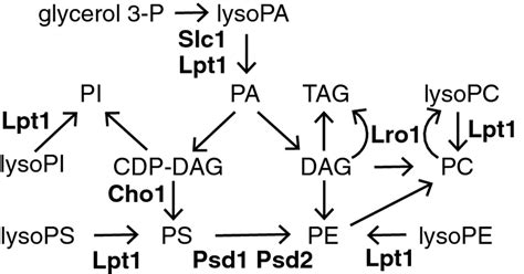 Phospholipid And Triacylglycerol Synthetic Pathways In S Cerevisiae