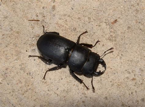 Lesser Stag Beetle – Identification, Life Cycle, Facts & Pictures