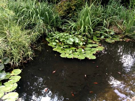 Kostenlose Bild Sumpf Garten Natur Umwelt Bach Fluss Flora